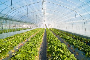 strawberry-greenhouse